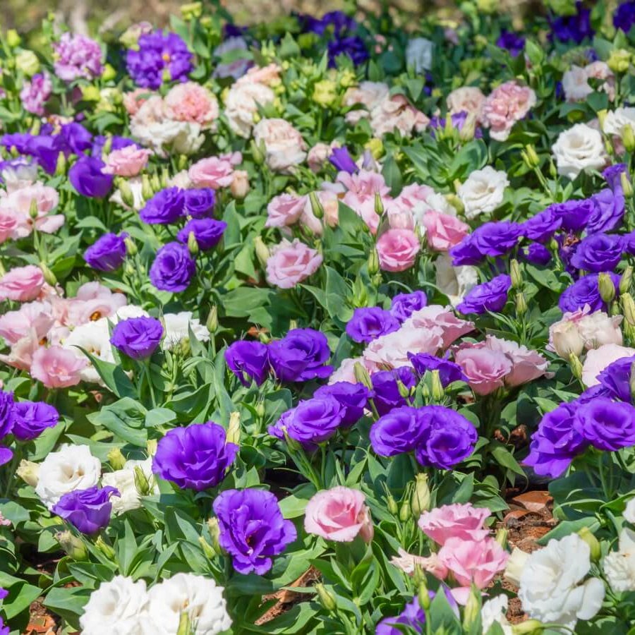 Luxury Bloom Seed Bundle