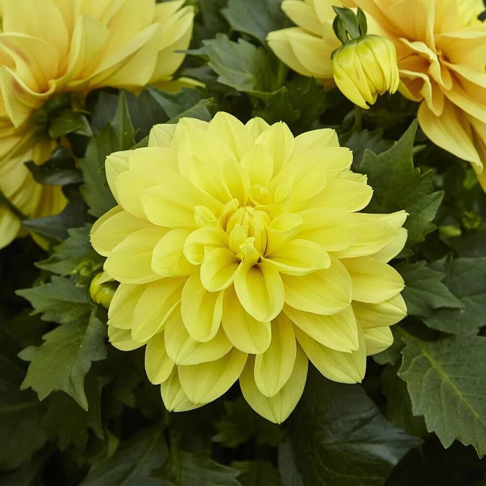Luxury Bloom Seed Bundle