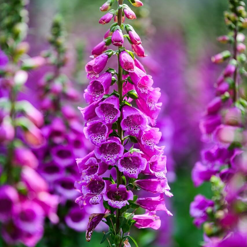 Luxury Bloom Seed Bundle
