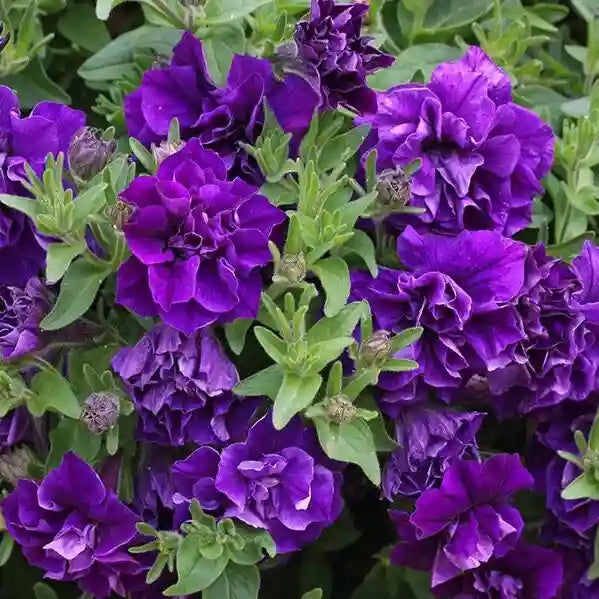 Luxury Bloom Seed Bundle