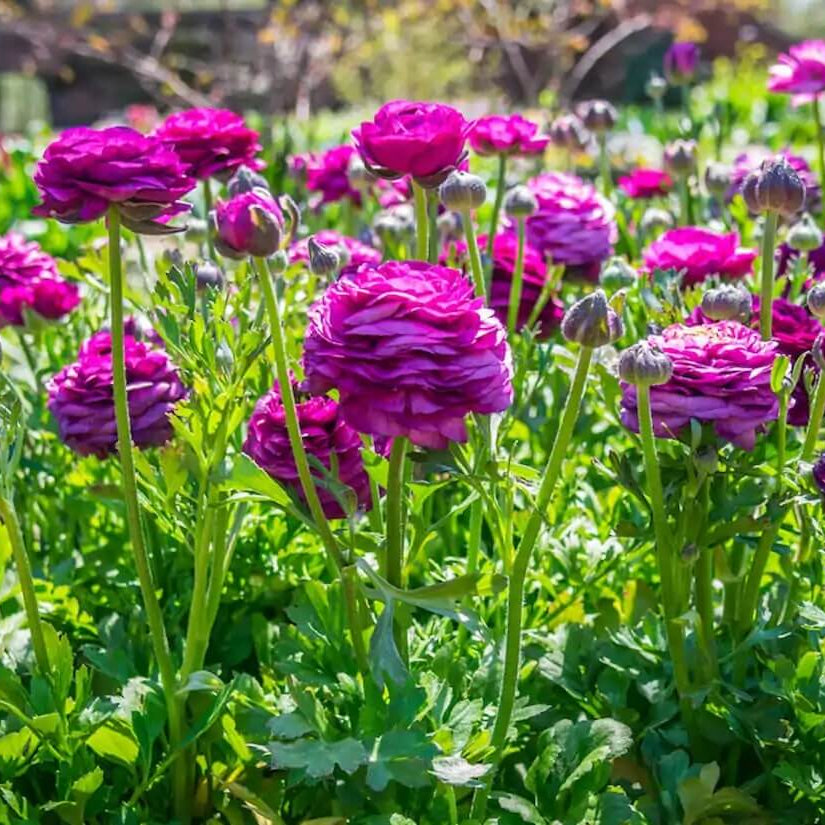 Luxury Bloom Seed Bundle
