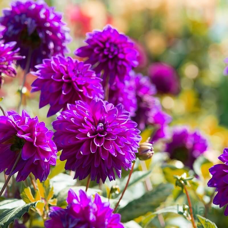 Luxury Bloom Seed Bundle