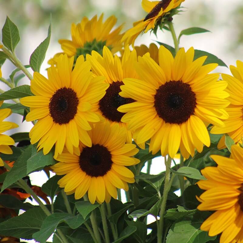 Luxury Bloom Seed Bundle