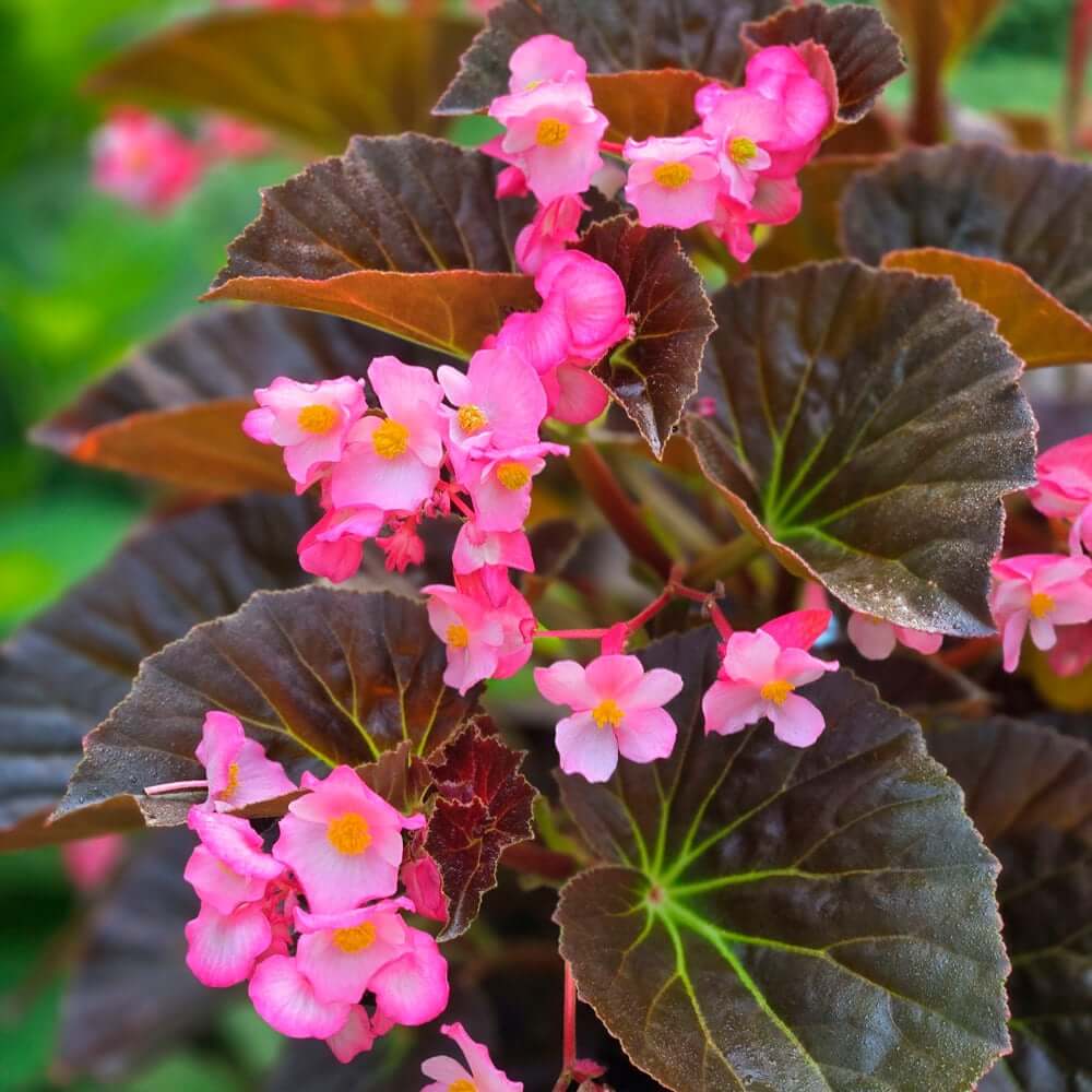Luxury Bloom Seed Bundle