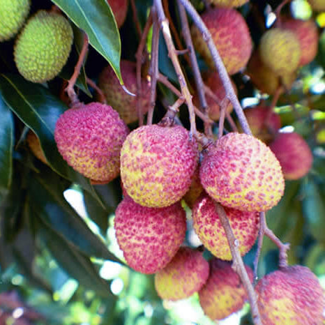 Lychee Seeds - Hak Ip