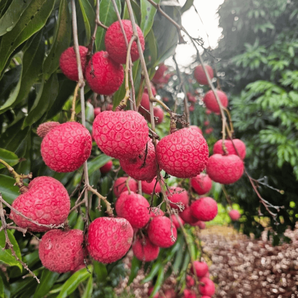Lychee Seeds - Kaimana