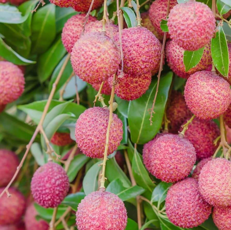Lychee Seeds - Pinkish-Red