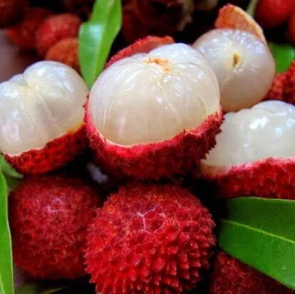 Lychee Seeds - Red