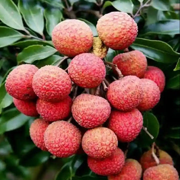 Lychee Seeds