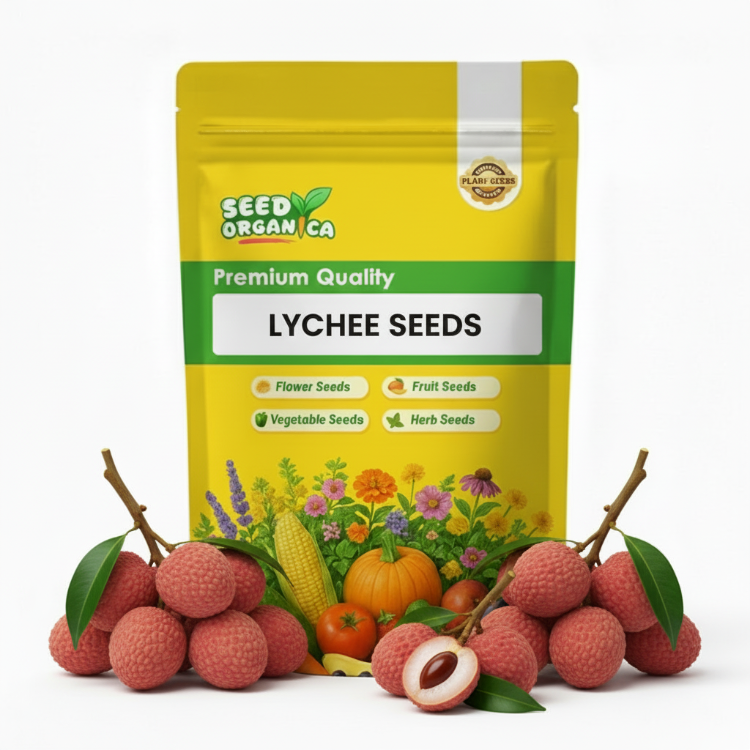 Lychee Seeds