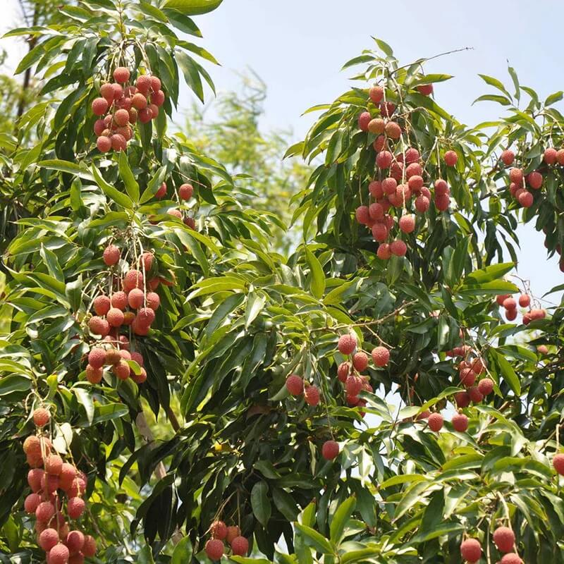 Lychee Seeds - All In One For Home Gardens