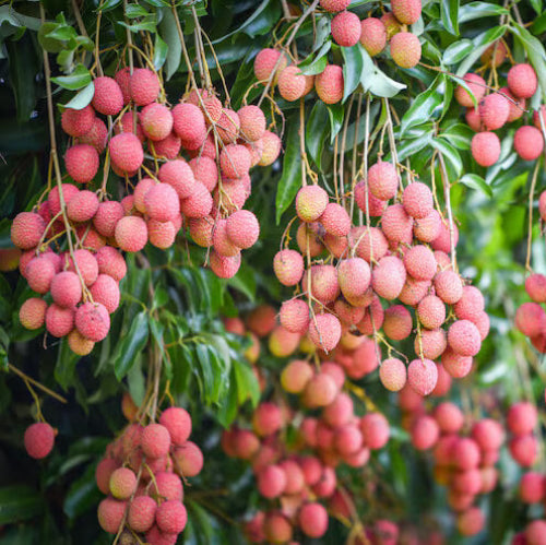 Lychee Seeds - All In One For Home Gardens