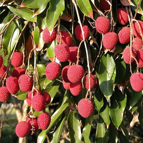 Lychee Seeds - All In One For Home Gardens