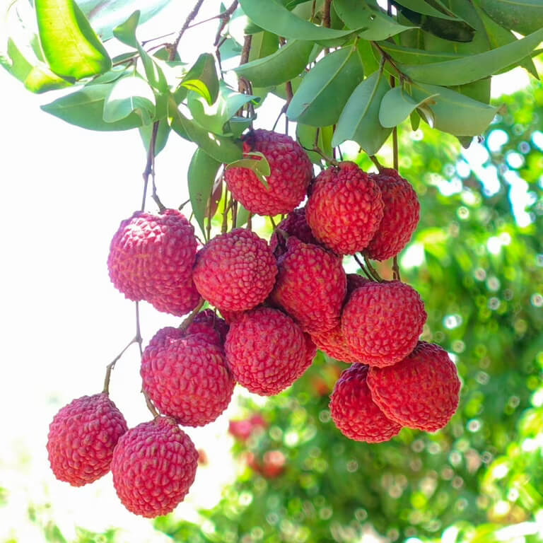 Lychee Seeds - All In One For Home Gardens