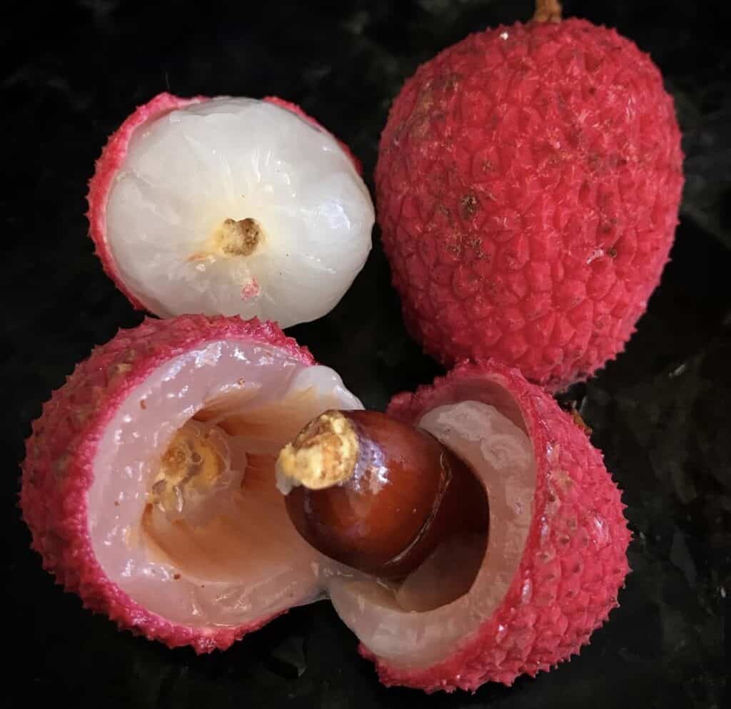 Lychee Seeds - Brewster