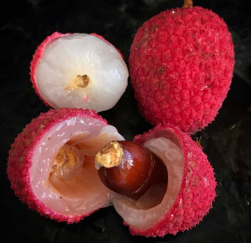 Lychee Seeds - Brewster