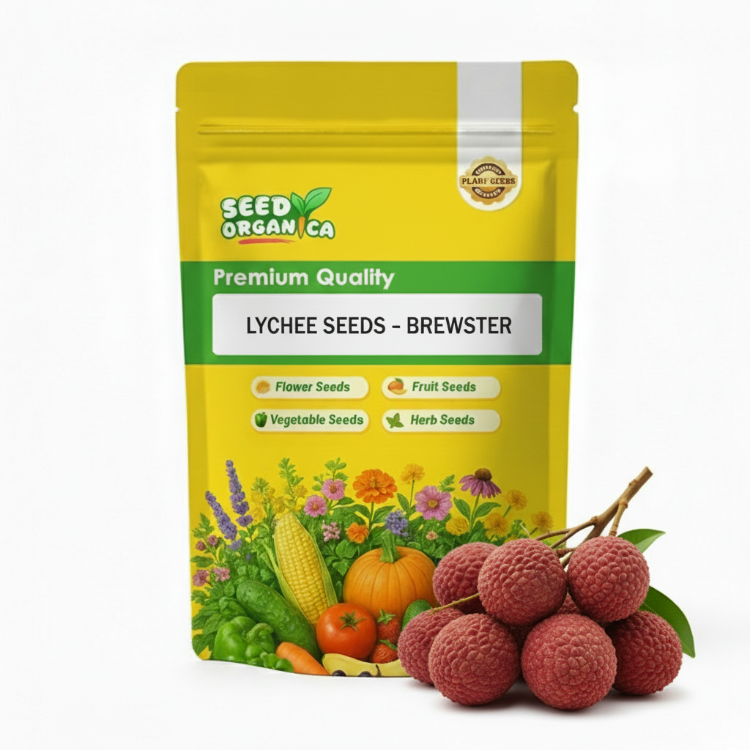 Lychee Seeds - Brewster