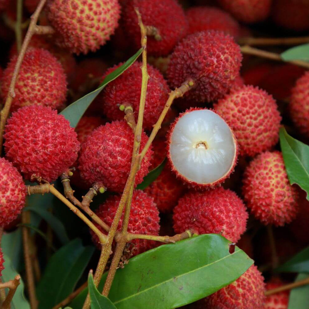 Lychee Seeds - Bright Red