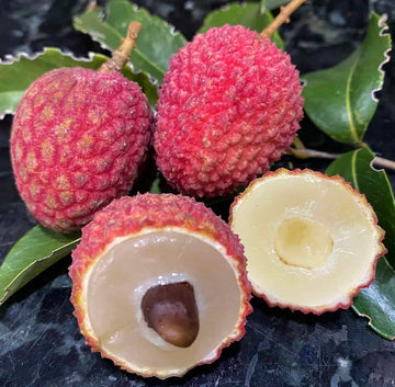 Lychee Seeds - Hak Ip
