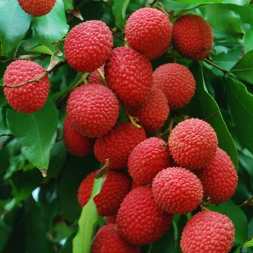 Lychee Seeds - Kaimana