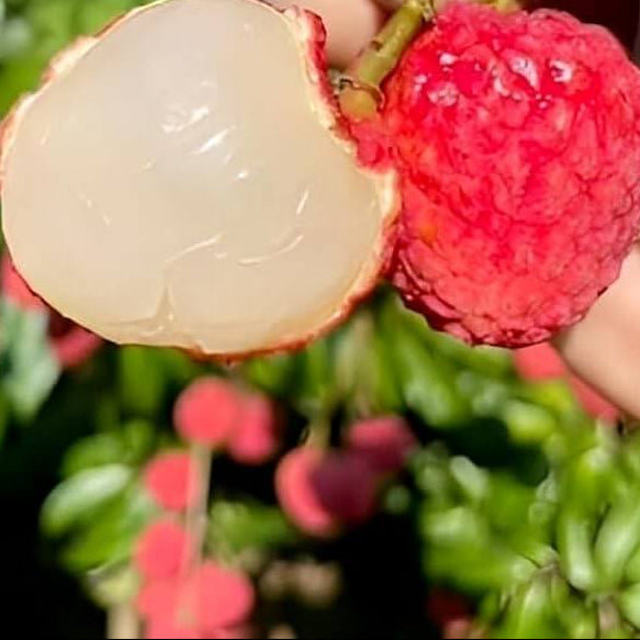 Lychee Seeds - No Mai Tsze