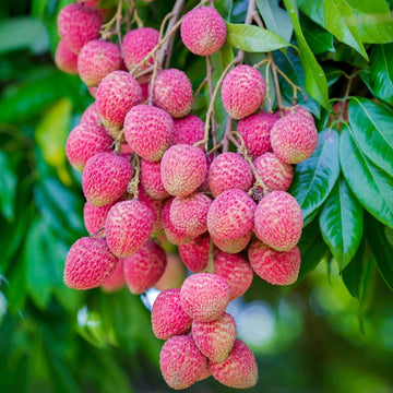 Lychee Seeds - Pinkish-Red
