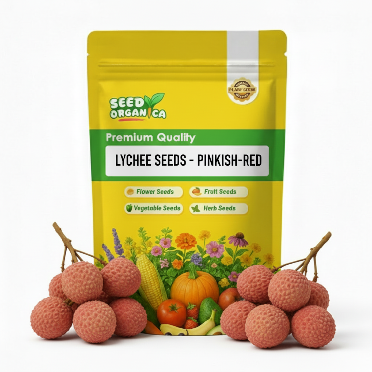 Lychee Seeds - Pinkish-Red