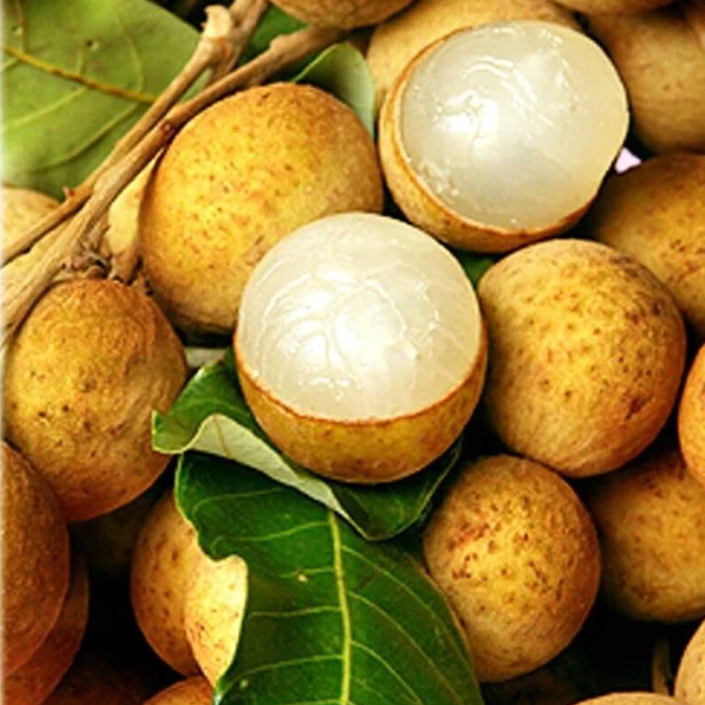 Lychee Seeds - Yellow
