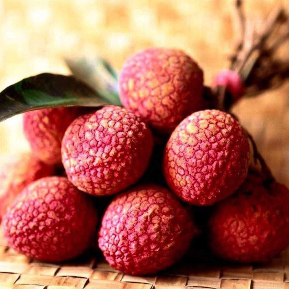 Lychee Seeds - Hak Ip