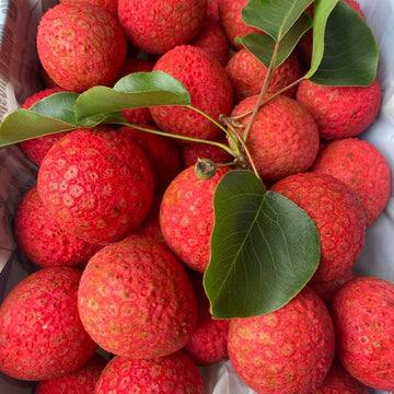Lychee Seeds - Kaimana
