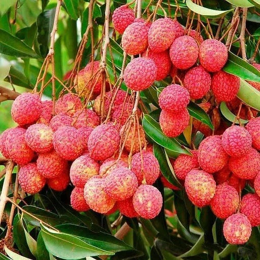 Lychee Seeds - Pinkish-Red
