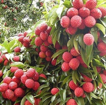 Lychee Seeds