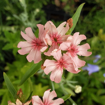 Lychnis Chalcedonica Seeds – Pinkie