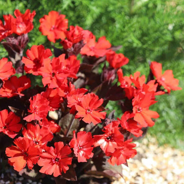 Lychnis Seeds – Molten Lava