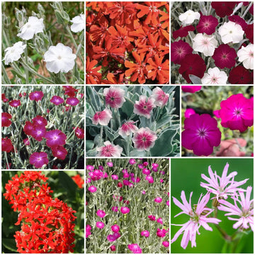 Lychnis Seeds - All In One For Home Gardens