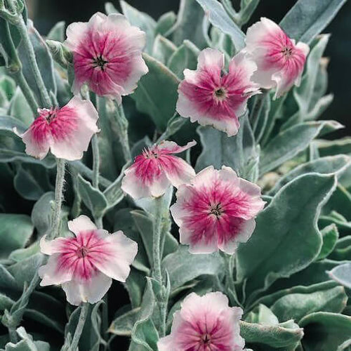 Lychnis Seeds - All In One For Home Gardens