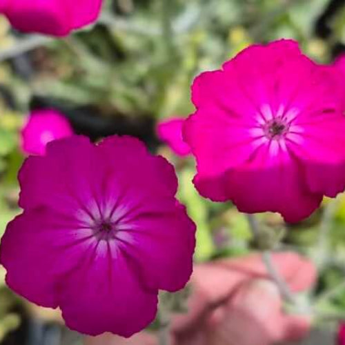 Lychnis Seeds - All In One For Home Gardens