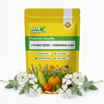 Lychnis Seeds – Coronaria Alba