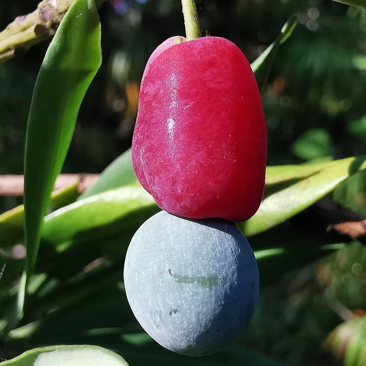 Macrophyllus Podocarpus Seeds