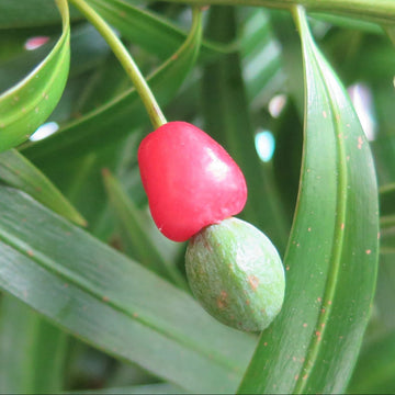 Macrophyllus Podocarpus Seeds