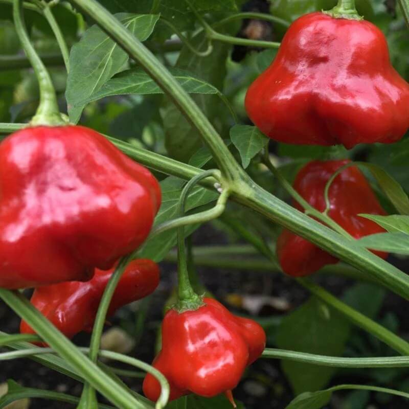 Mad Hatter Pepper Seeds 