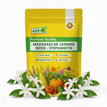 Madagascar Jasmine Seeds – Stephanotis