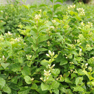 Madurai Jasmine Seeds