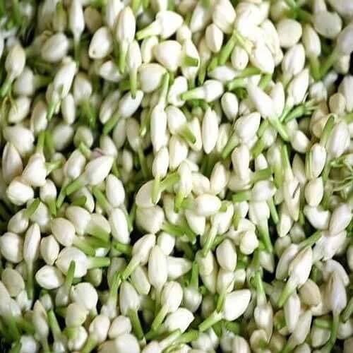 Madurai Jasmine Seeds