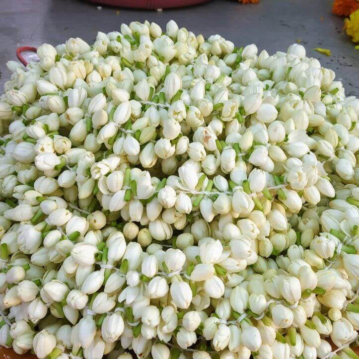 Madurai Jasmine Seeds