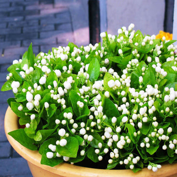 Madurai Jasmine Seeds