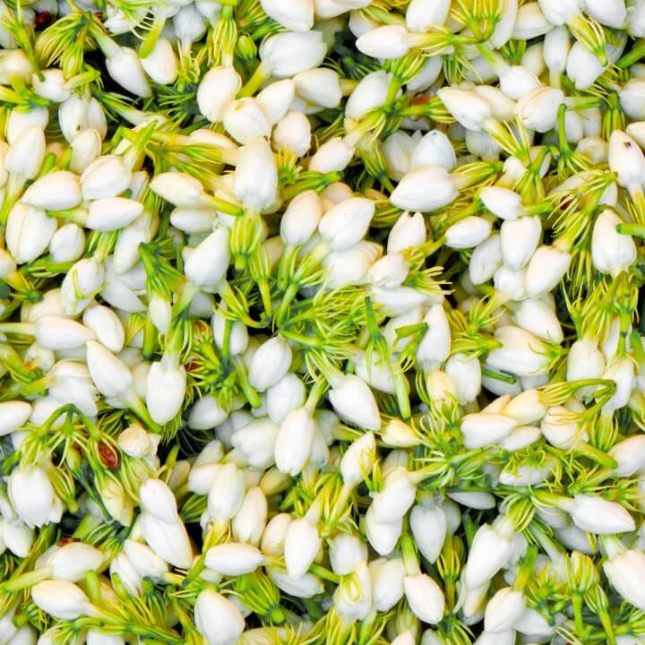 Madurai Jasmine Seeds