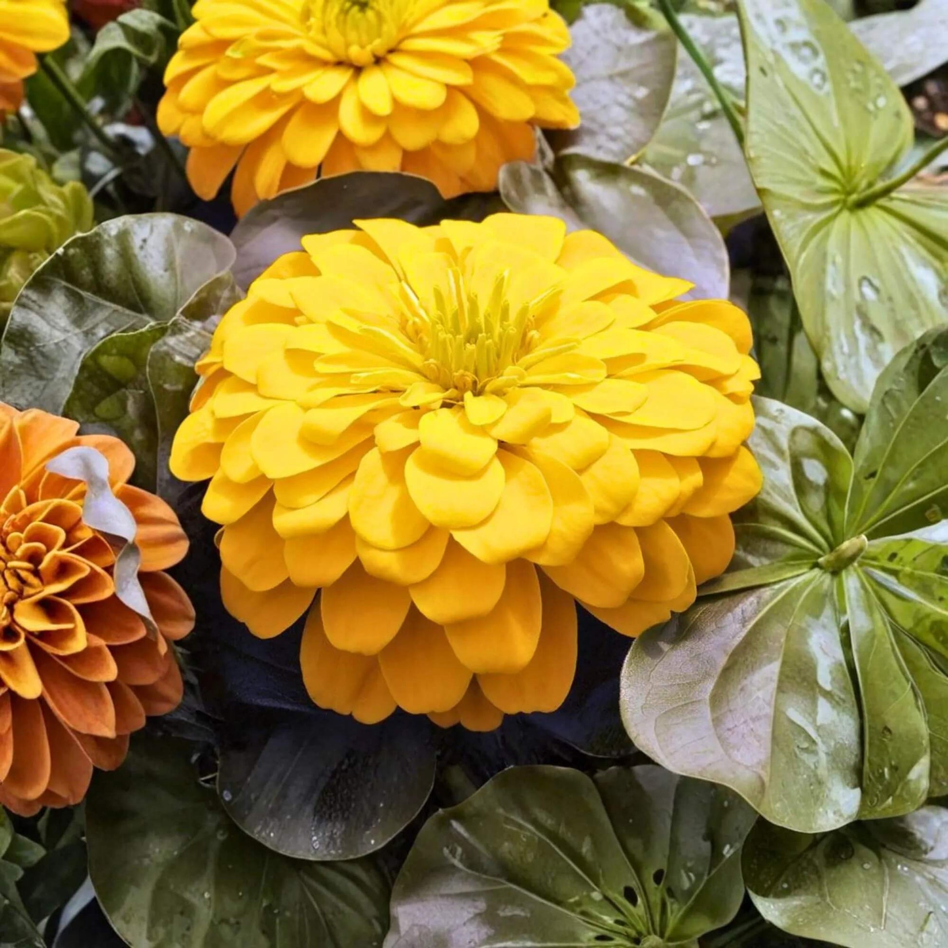 Magellan Seeds - All In One For Home Gardens