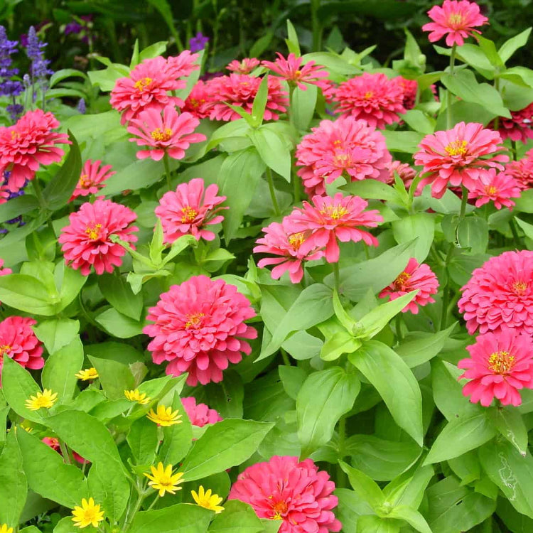 Magellan Seeds - All In One For Home Gardens