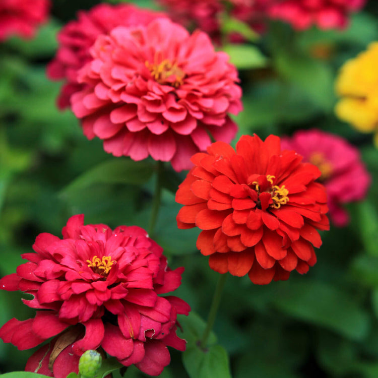 Magellan Seeds - All In One For Home Gardens